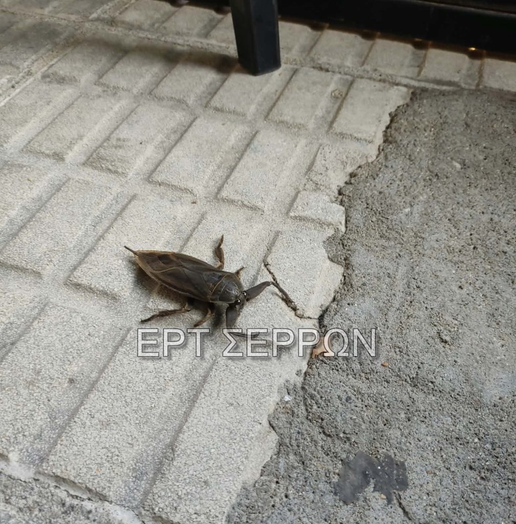 «Επισκέπτης» από τα βάθη των υδροβιότοπων: Λιθόκερος εντοπίστηκε στο Λευκώνα Σερρών
